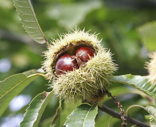 Quả Chestnut (Hạt Dẻ ) cũng sử dụng hạt là phổ biến