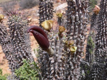 Quả Hoodia gordonii- Tổng hợp tất cả các loại trái cây trên thế giới