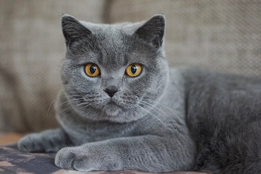 Chartreux Pháp -Một trong các loại mèo trên thế giới đáng yêu nhất