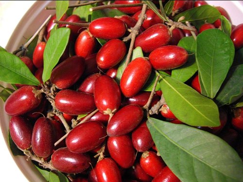 Trái Thần Kỳ (Miracle Fruit)- Tổng hợp tất cả các loại trái cây trên thế giới