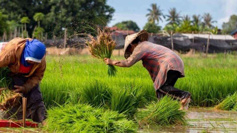 1000+ Hình ảnh đẹp nhất về quê hương Việt Nam gợi lại ký ức tuổi thơ