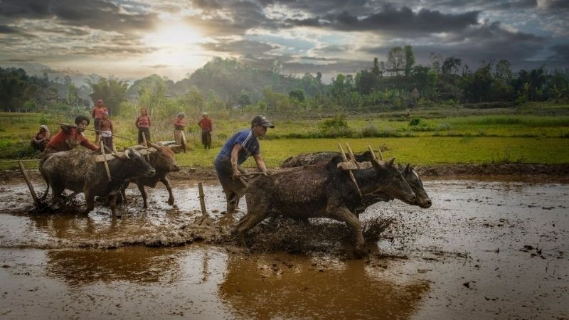 1000+ Hình ảnh đẹp nhất về quê hương Việt Nam gợi lại ký ức tuổi thơ