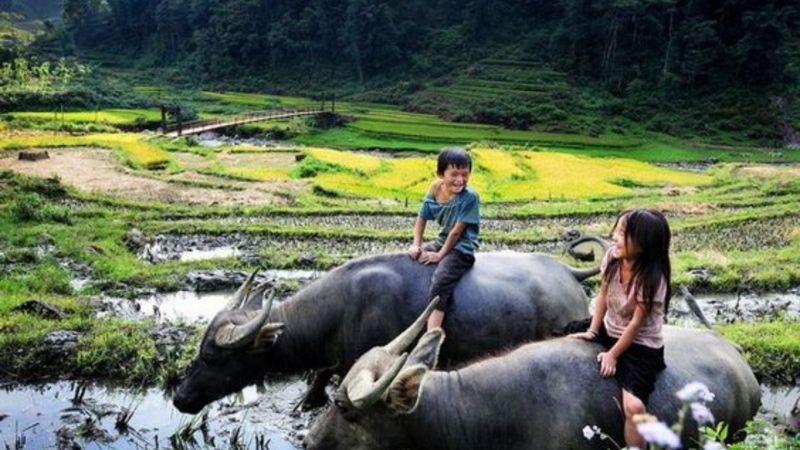 1000+ Hình ảnh đẹp nhất về quê hương Việt Nam gợi lại ký ức tuổi thơ