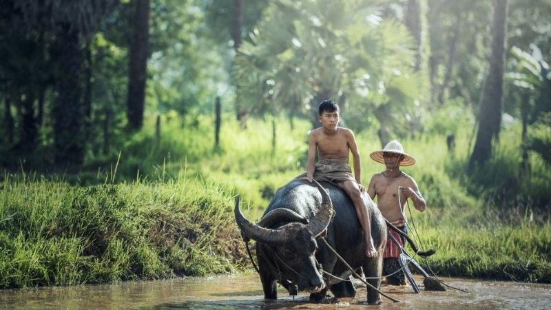 1000+ Hình ảnh đẹp nhất về quê hương Việt Nam gợi lại ký ức tuổi thơ